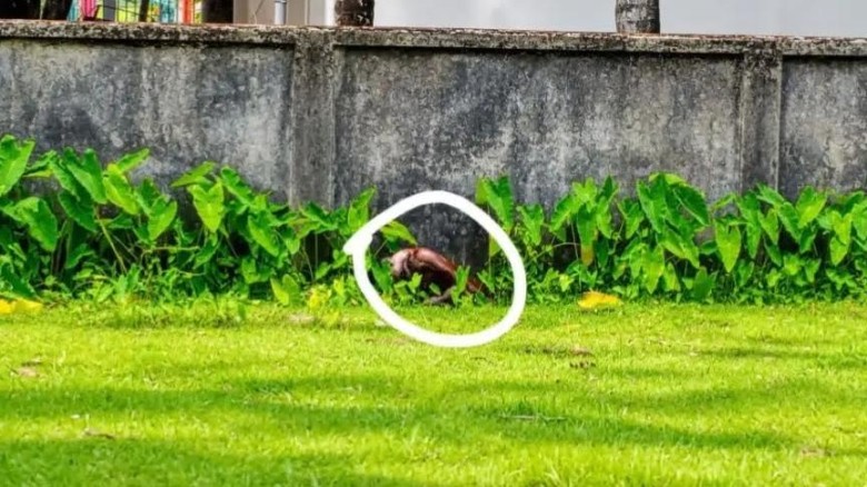 বরগুনায় খোলা মাঠ থেকে অজ্ঞাত নারীর মরদেহ উদ্ধার