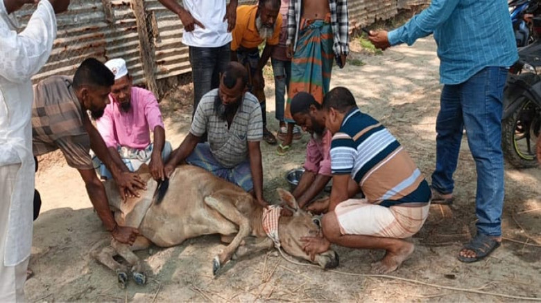 তালতলীতে প্রতিপক্ষকে না পেয়ে পশুর ওপর বর্বরোচিত হামলা!