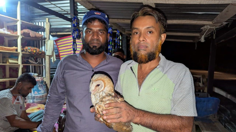বরগুনার আমতলীতে বিদ্যুৎস্পৃষ্টে আহত একটি লক্ষ্মী প্যাঁচা উদ্ধার