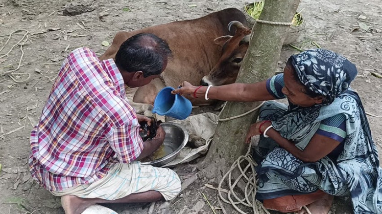 বরগুনাজুড়ে গবাদিপশুর খুড়া ও লাম্পি রোগের প্রকোপ, ওষুধ সংকটে 