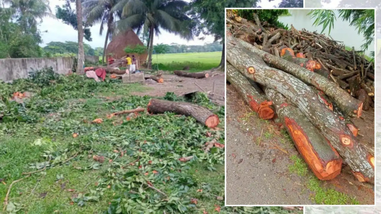 কমিটির রেজুলেশন ও টেন্ডার ছাড়াই বিদ্যালয়ের গাছ কাটার অভিযোগ,