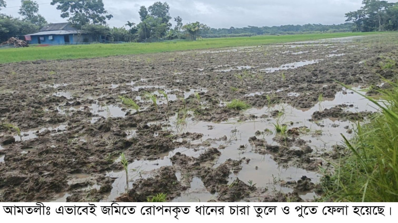 আদালতের নির্দেশে রোপণ করা ধানের চারা উপড়ে ফেলার অভিযোগ!