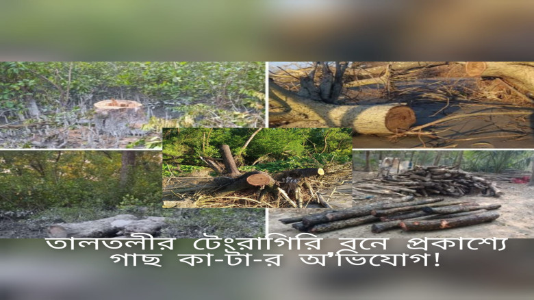 তালতলীর টেংরাগিরি বনে প্রকাশ্যে গাছ কাটার অভিযোগ!