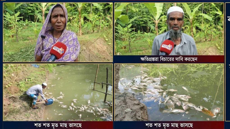 বরগুনায় পুকুরে বিষ প্রয়োগে শত শত মাছ নিধনের অভিযোগ!