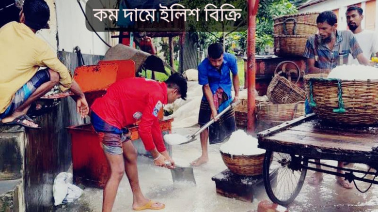 পাথরঘাটায় বিদ্যুৎ ও বরফ সংকটে অর্ধেক দামে বিক্রি হচ্ছে ইলিশ!...