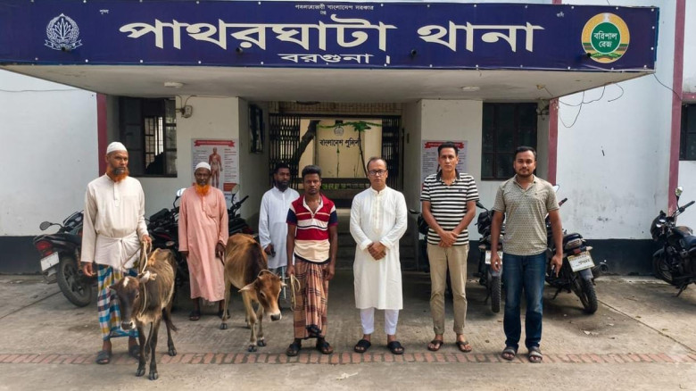 পাথরঘাটায় চোরাই বাছুর উদ্ধার ও মালিকের কাছে হস্তান্তর