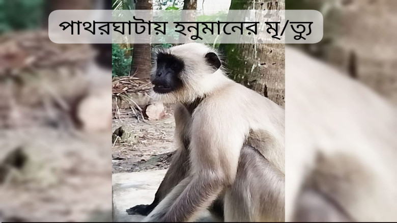 পাথরঘাটায় গাছ থেকে বৈদ্যুতিক খুঁটিতে পড়ে হনুমানের মৃত্যু!