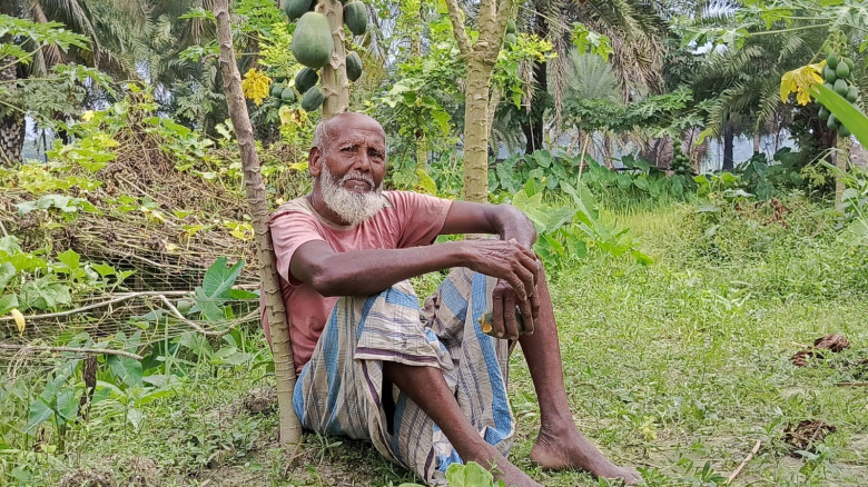 বরগুনায় ৯৫ বছর বয়সেও পেঁপে চাষে ব্যস্ত রুস্তম আলী