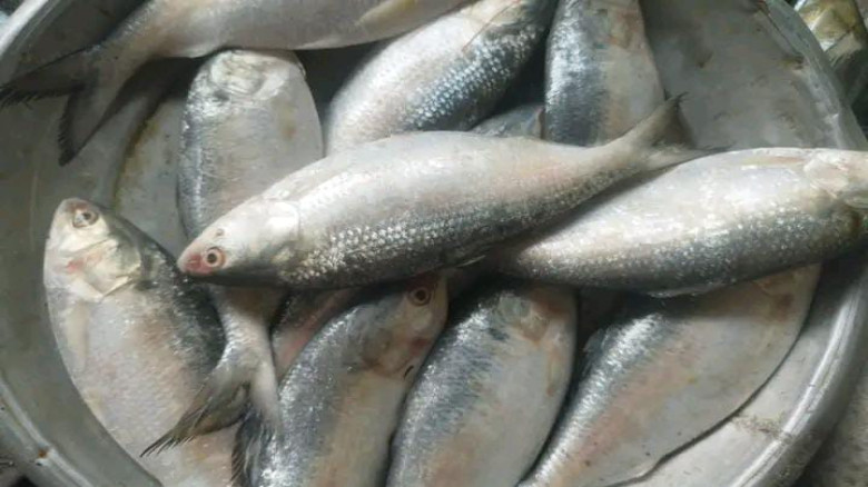 মা ইলিশ সংরক্ষণে ২২ দিনের নিষেধাজ্ঞা
