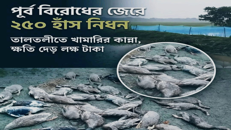 তালতলীতে বিষপ্রয়োগে হাঁস হত্যার অভিযোগ, থানায় মামলা...