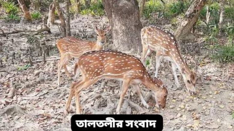 তালতলীর টেংরাগিরি ইকোপার্কে ১৪টি হরিণ থেকে কমে এখন মাত্র ৩টি