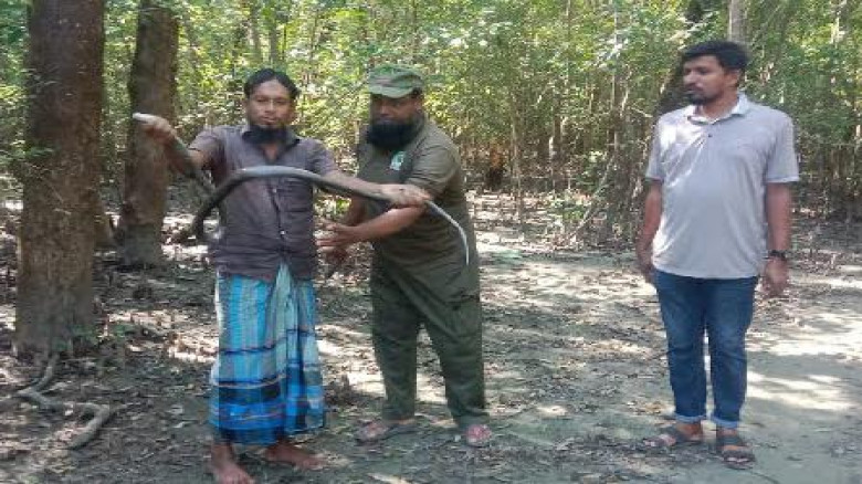 পাথরঘাটায় ৬ ফুট লম্বা দাঁড়াশ সাপ উদ্ধার করে বনে অবমুক্ত
